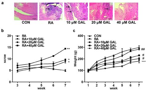 Galangin Effectively Ameliorated Ra Of The Rat Models A Histological