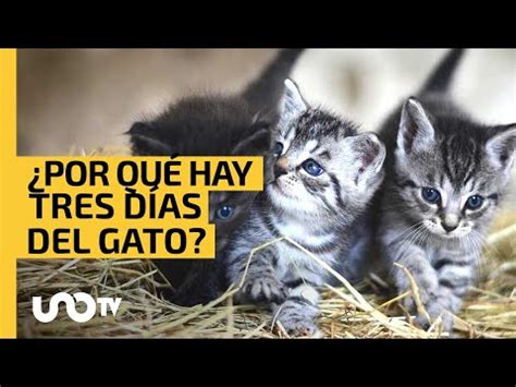 Día del Gato cuál es su origen y por qué se celebra tres veces al año