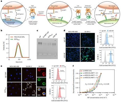 纳米人 Nature Nanotechnology：双特异性纳米生物偶联物用于癌症免疫治疗的实体肿瘤的免疫转化