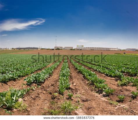 1,887 Israeli Farm Images, Stock Photos & Vectors | Shutterstock