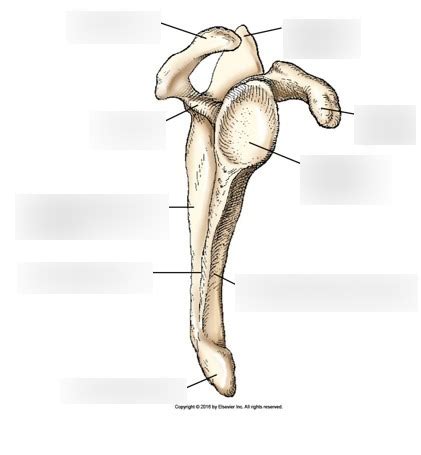 Scapula Anatomy Labeled Diagram Quizlet