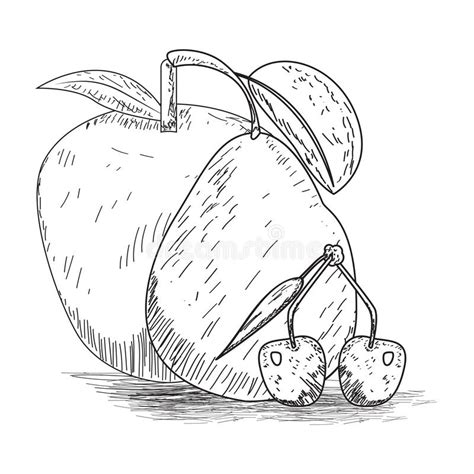 Sketch Of A Pear 向量例证 插画 包括有 葡萄酒 查出 有机 草图 收集 食物 163774403