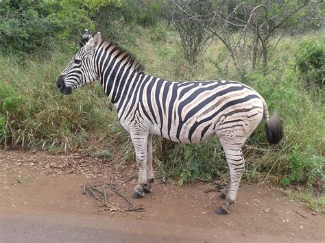 Zebra Zwierząt · Darmowe zdjęcie na Pixabay