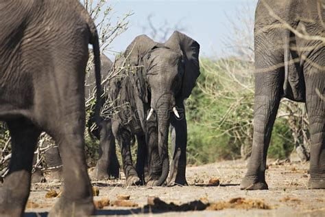 African Elephants Loxodon Africana Chobe National Park Botswana Stock