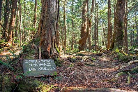 10 Most Dangerous Forests In The World WorldAtlas