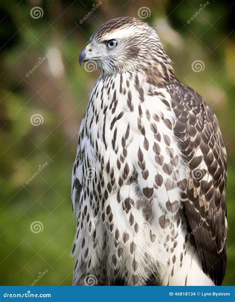 Northern Goshawk stock photo. Image of northern, juvenile - 46818134