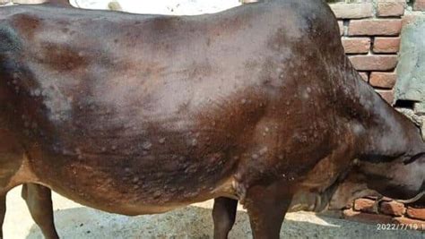 Rajasthan Cm Demands Centre To Declare Lumpy Skin Disease In Cows A