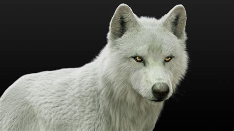 Arctic Wolf Xgen Rigged 3d Model Turbosquid 1548914