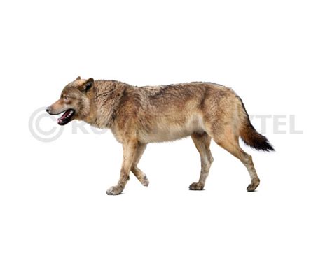 Cave Wolf Image Buy Uchytel