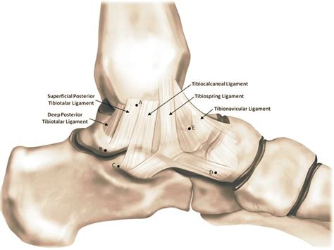 Deltoid Ligament 