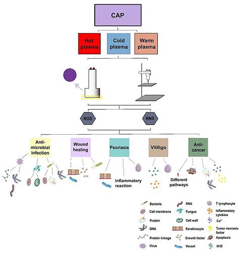 Frontiers Cold Atmospheric Plasma Ameliorates Skin Diseases Involving