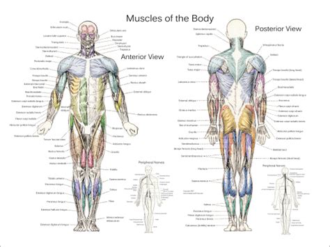 Anterior Muscles Of The Body Labeled Human Muscle System Functions Diagram Facts Britannica