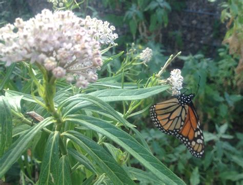 Migration Update Monarch Butterfly Eggstravaganza On The Llano River