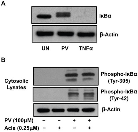 Biomolecules Free Full Text Redox Regulated Pathway Of Tyrosine