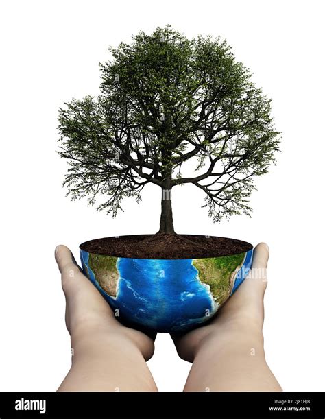 Hands Holding An Oak Tree Planted On A Globe Sustainability Concept