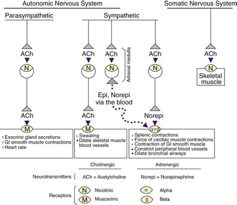 The Autonomic Nervous System Veterian Key