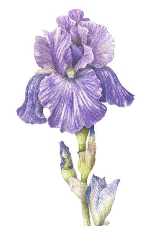 Iris Drawing Google Search Iris Drawing Botanical Drawings Flower Art