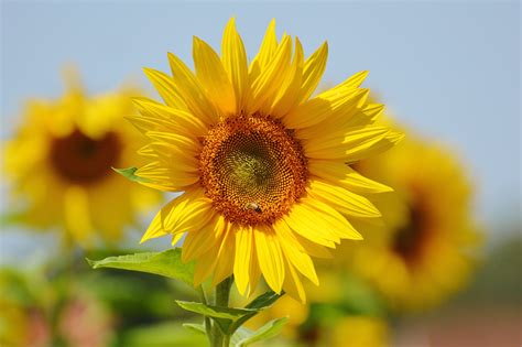 Poze Natură Plantă Camp Floare Petală A Inflori Vară Polen