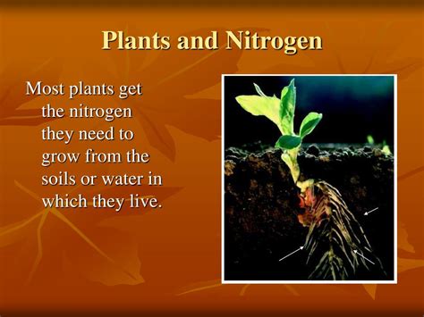 Ppt The Nitrogen Cycle Powerpoint Presentation Free Download Id 722344