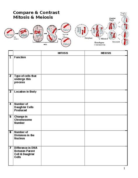 Mitosis And Meiosis Comparison Worksheet Mitosis Meiosis And