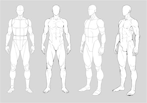 Male Anatomy Drawing Ref