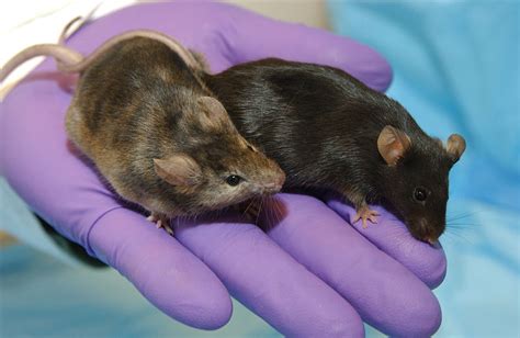 In Breakthrough Study Same Sex Mice Reproduce Via Stem Cells Salon