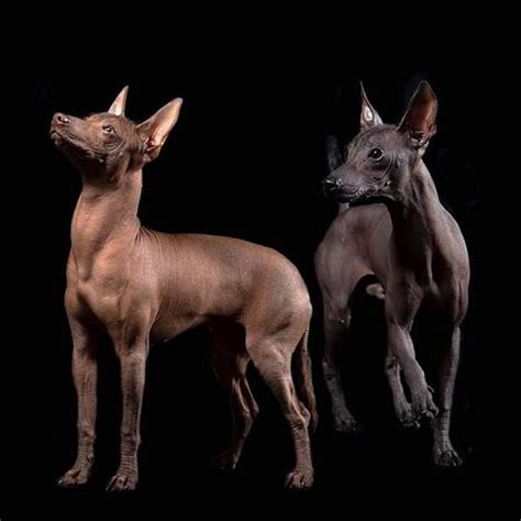 The Amazing Xoloitzcuintli: Mexico's Ancient Breed