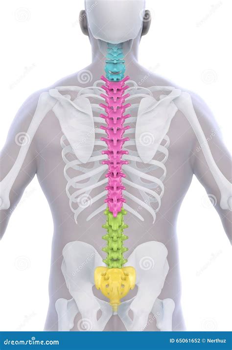 Anatomia Maschio Umana Della Spina Dorsale Illustrazione Di Stock