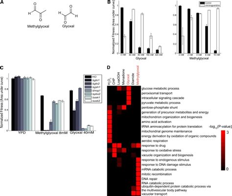 Methylgloxal and glyoxal inhibit yeast growth. A) Chemical structure of ...