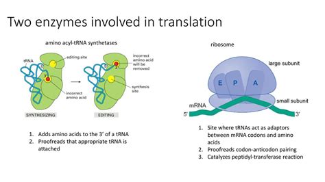 Ice 4 Review Translation And Gene Regulation Ppt Download