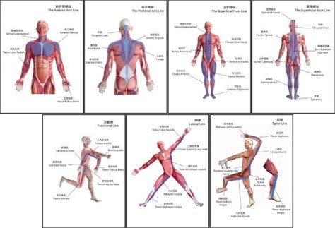 人體七條筋膜線 One Stretching 筋肌專家