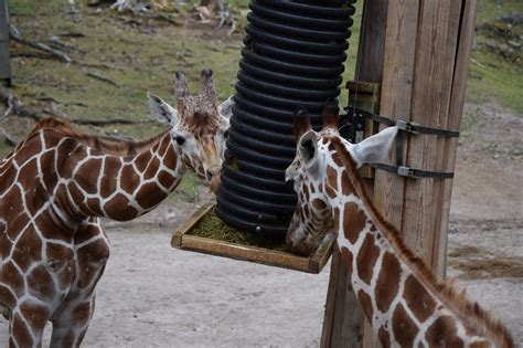 Kolmården Wildlife Park Sweden A Summer Visit 2019