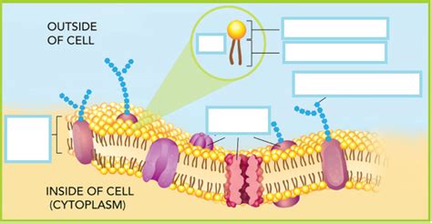 Macromolecules And The Cell Membrane Diagram Quizlet