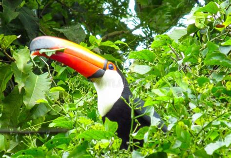 Toucan stock image. Image of beak, exterior, bird, billed - 93447221