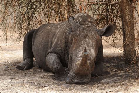 Poaching of rhinos ‘shows encouraging decline but remains an acute threat’