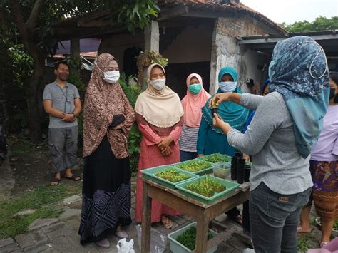 Kkn Its Bantu Tingkatkan Ketahanan Pangan Melalui Hidroponik Its News