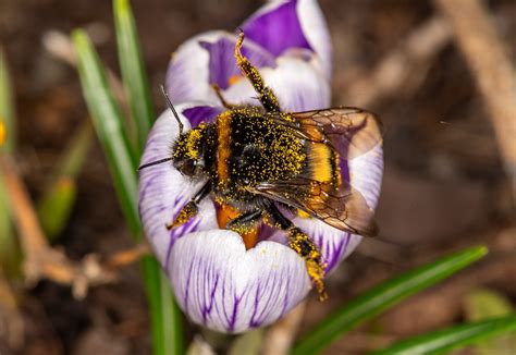 Bloembollen Planten