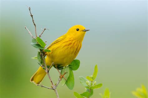 All Warblers In Canada Id Song Season Guide