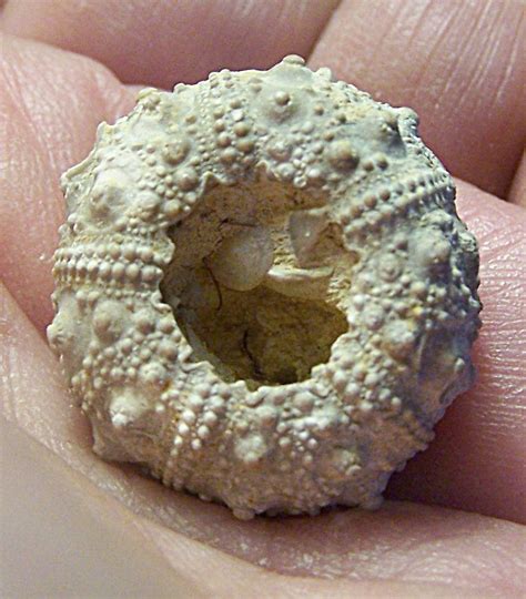 Scarce Salenia Texana Cretaceous Sea Urchin Texas