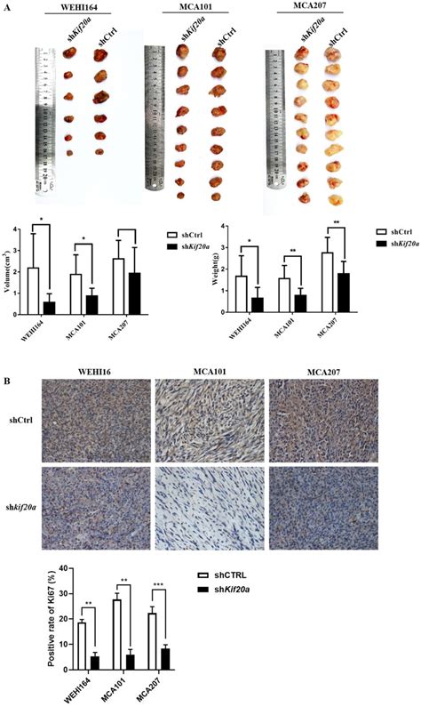 Downregulation Of Kif20a Suppressed Tumor Growth In Vivo A Tumor