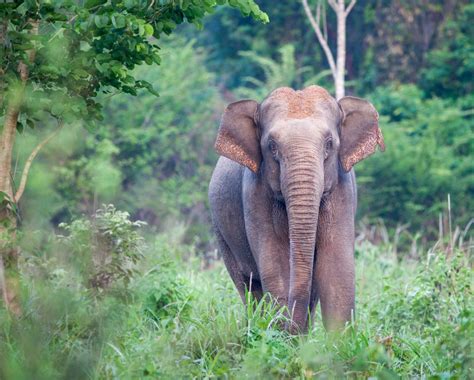 10 Days of Nature & Wildlife in Thailand - Travel Beyond