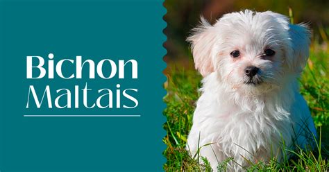 Bichon Maltais Guides Page