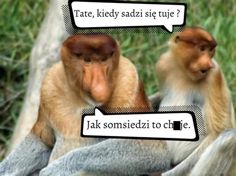 Kiedy Sadzi Sie Tuje LOLS PL