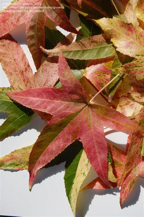 PlantFiles Pictures Liquidambar Sweetgum Red Gum Liquid Amber