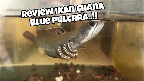 Review Ikan Chana Blue Pulchra Youtube