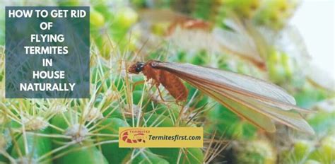 How to Get Rid of Flying Termites in House Naturally: My Secrets ...