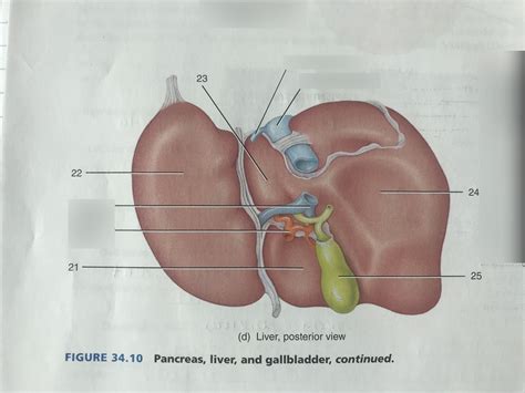 Anatomy Posterior View Of The Liver Diagram Quizlet The Best Porn Website