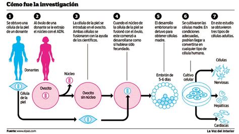 Logran obtener células madre de embriones humanos clonados La Voz