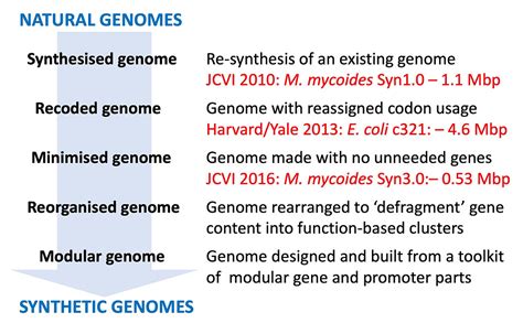 What Is Synthetic Genomics