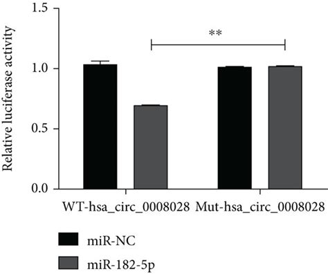 Hsa Circrna Binds To Mir P A Binding Sites Between